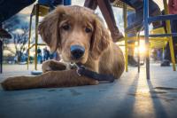 Illinois Launches Therapy Dog Hotline for Crisis Response