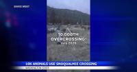 Snoqualmie Pass wildlife crossings hit 10,000 on I-90 bridge