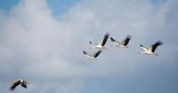 Dozens of storks electrocuted by unprotected power poles in Israel's Jordan Valley