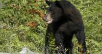 Colorado Parks and Wildlife investigating bear shot by Paonia resident