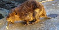Why this 3rd beaver attack in Maryland is much different than the others