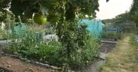 WI members transform private allotment into shared gardening project
