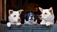 Health Check: Biotech’s Big Three are out of the dog box and on the path to redemption