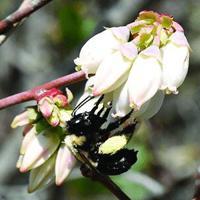 Latest Ponce Inlet lecture promotes pollinator support
