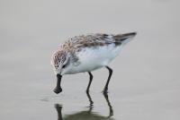 CEPF's fourth phase brings 3.9 million USD to 40 civil…