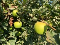 Pennsylvania Apple Harvest Begins After Damaging Spring Freeze