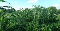 Zambia records largest maize harvest, with estimated 4.9 million tonnes