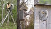 Estonia nest box delivers a rare win for Ural owls, with a breeding pair raising 3 chicks