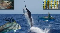 Ranking The 11 Best Saltwater Fishing Destinations On Earth For The Trip Of A Lifetime