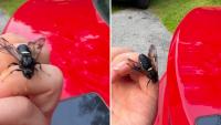 Maine mystery insect that looked like a wasp is a harmless North American elm sawfly