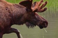 Video shows Alaska bull moose carrying a mouthful of pondweed through summer wetlands