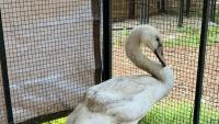 Indiana wildlife group defends saving invasive swan after it was thrown from a car