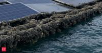 Singapore put solar panels on the sea expecting waves to be the biggest challenge, but barnacles had other plans