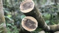 Government urges caution on Agarwood