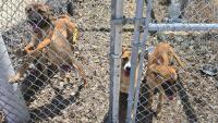 Lyon County animal shelter warns it may euthanize dogs as it reaches overcapacity