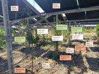 Agrivoltaics can reduce soil temperatures by more than 20 C