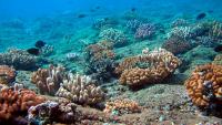 US proposes seabed mining auction off Northern Mariana Islands