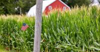 U.S. corn crop ratings decline two weeks in a row