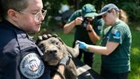 Florida prosecutors, sheriffs back federal bills targeting animal fighting and trafficking