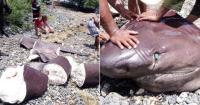 Cuban divers warn about the shark massacre, although they acknowledge: "Hunger is real and people are looking to survive."