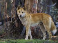JEFF MCMULLEN: Living dangerously — the life of a dingo