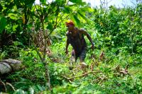‘Cocoa fever’ in Liberia’s Grand Gedeh is wiping out native forests