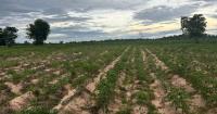 Thai farmers battle elephant raids to protect crops, livelihoods
