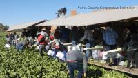 How Yuma became an agricultural powerhouse