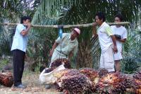 BRIN highlights Indonesia's potential in palm waste biogas