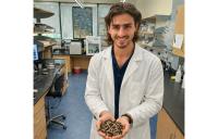 Study piloting use of black soldier flies to solve Florida's sargassum issues
