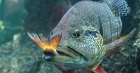 A New Mathematical Tool to Uncover “Who Eats Whom” in Nature