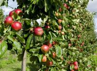 Sustainability in UK cider and beer