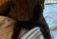 Charity fundraising to help Ben the poorly abandoned puppy