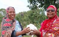 Bt cotton's biggest advantage lies in its resistance to the African bollworm, historically the crop's most destructive pest.