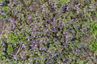 If Creeping Charlie Is Taking Over Your Lawn, Now Is the Best Time to Treat It