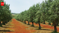 Ancient Olive Trees Still Fruiting: Portugal’s 3,700-year-old olive revealed; model shows how it survives