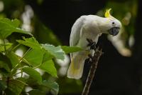 Far from home, Hong Kong’s wild cockatoos could save their species from extinction
