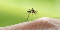 4 more mosquito traps test positive for West Nile virus in Georgia