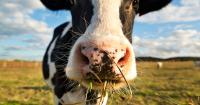 Canadian dairy groups urge Government to protect food sovereignty in US trade talks