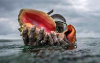 Mobile queen conch hatcheries strive to help the species, engage Caribbean communities