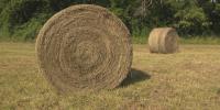 Fedorchak calls on USDA to give ND farmers more time to remove hay bales amid drought