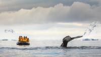 'They don't deserve this beauty and this breathtaking fragility': Former Antarctic tour guides told researchers why they quit the troubling industry