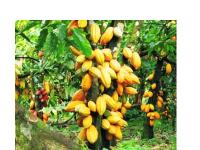 Young Cocoa Farmers Petition Mahama Over Uncertainty Ahead of 2026/27 Season