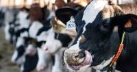 Arctic Coffee owner sees hit to revenue after tough year for dairy sector