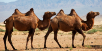 Middle East demand for healthy Simpson camels