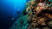 Egypt, UNDP discuss new fund to protect Red Sea coral reefs