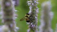 Maine urges residents to look for the endangered rusty patched bumble bee
