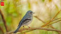 Meet Finnegan McGill, the 18-year-old Arizona student who spent four years building an AI device that can identify birds from their calls and pinpoint where they are