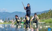 Return of delicate aquatic plant signals Chinese lake's revival