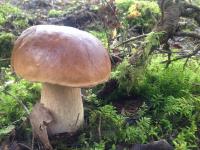 Only in Latvia: new train named after particularly popular mushroom